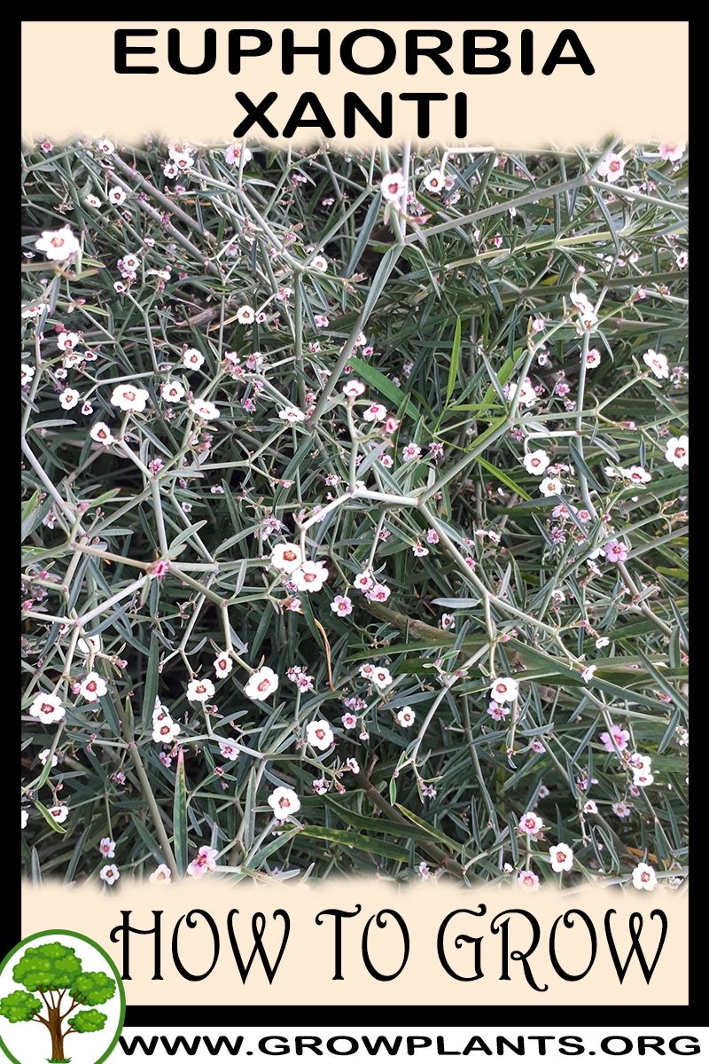 How to grow Euphorbia xanti