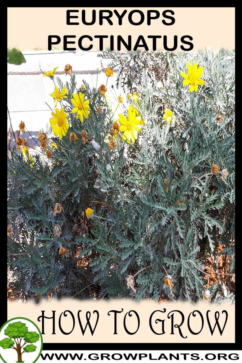 How to grow Euryops pectinatus