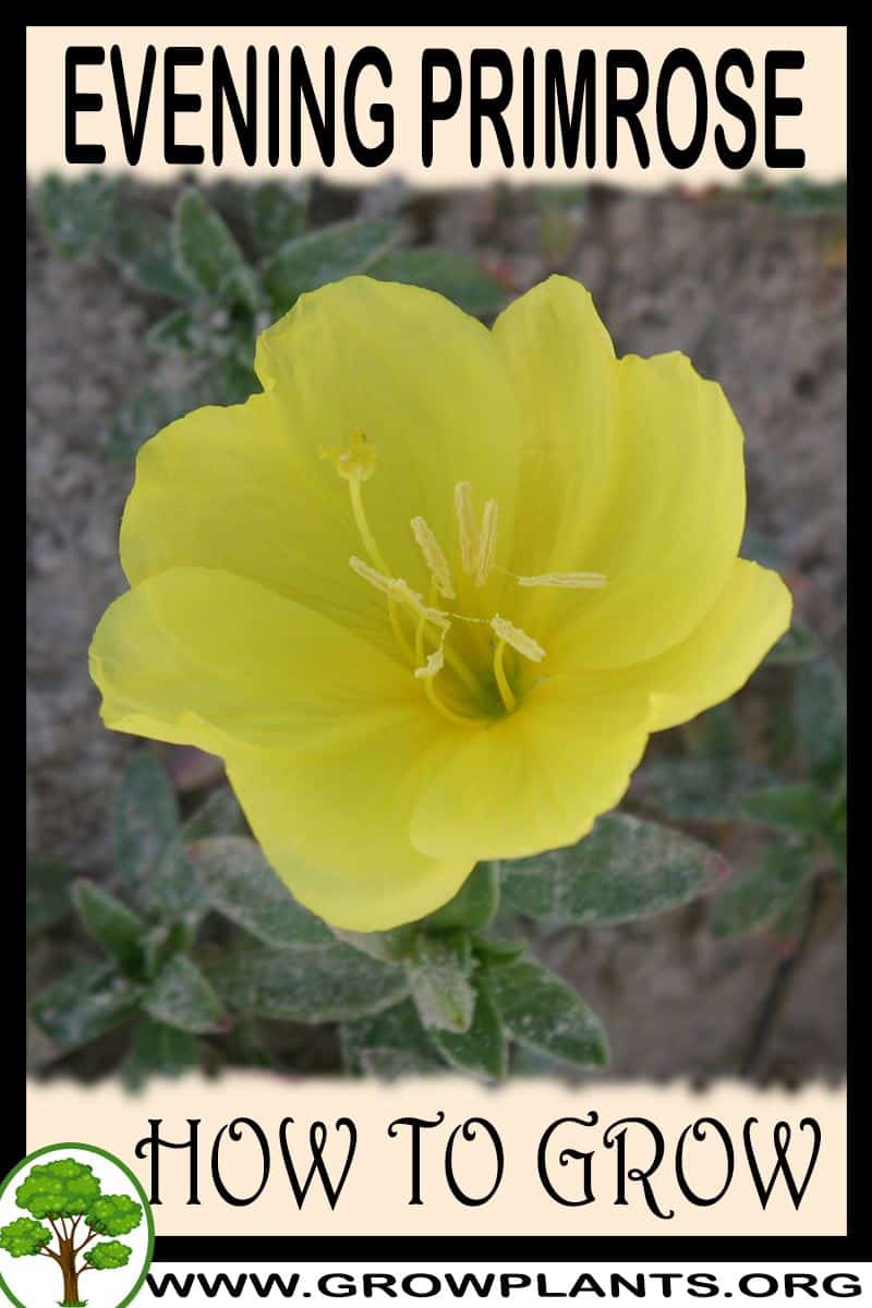 How to grow Evening primrose
