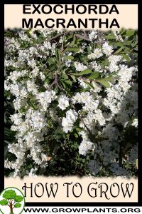 How to grow Exochorda macrantha