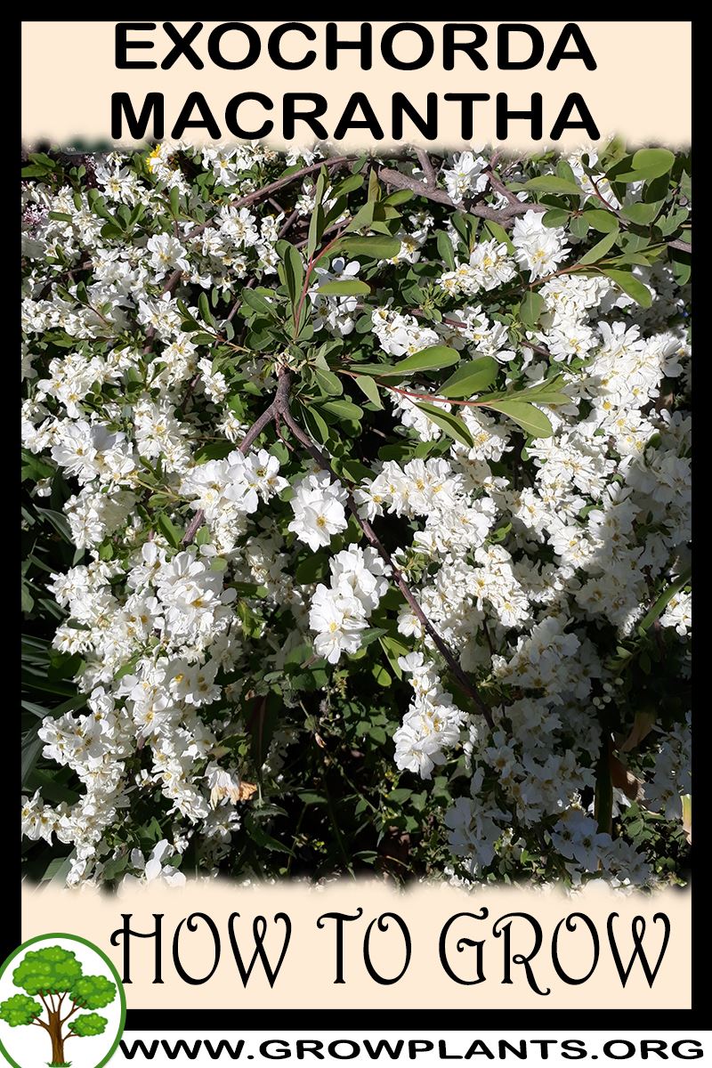 How to grow Exochorda macrantha