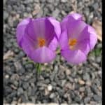 Fall crocus
