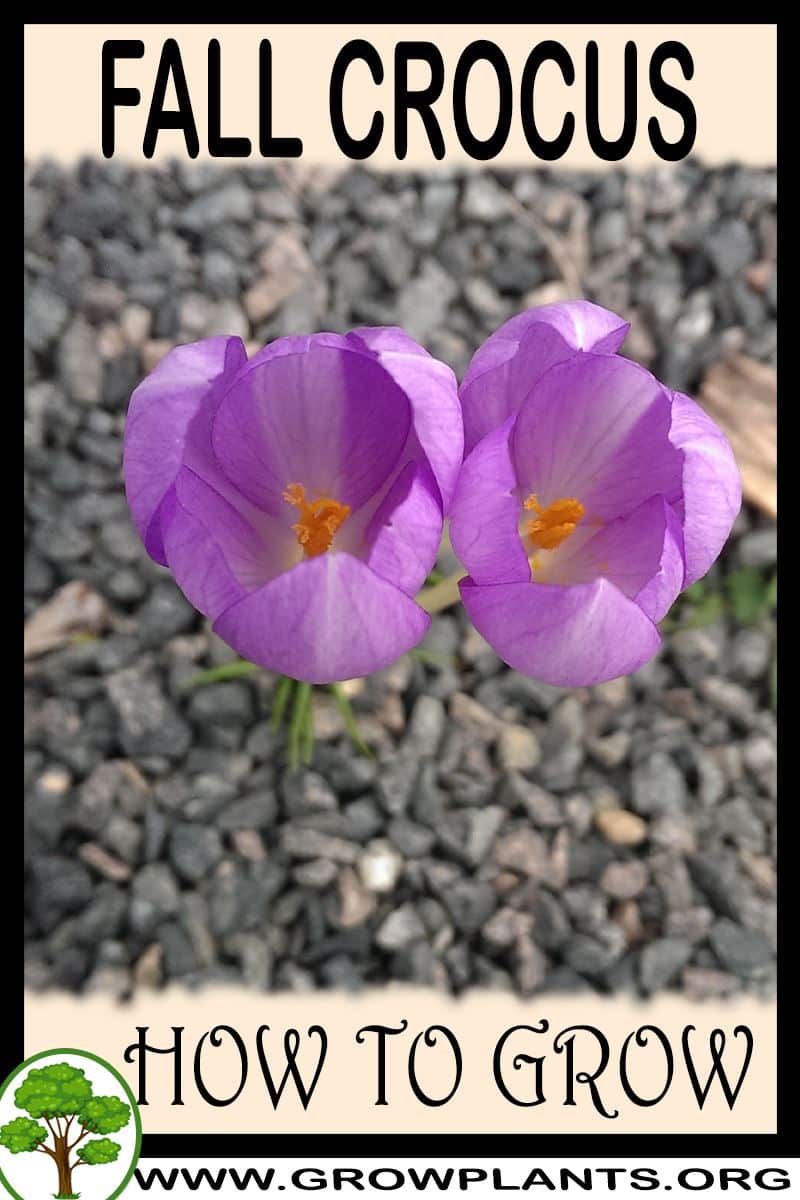 How to grow Fall crocus
