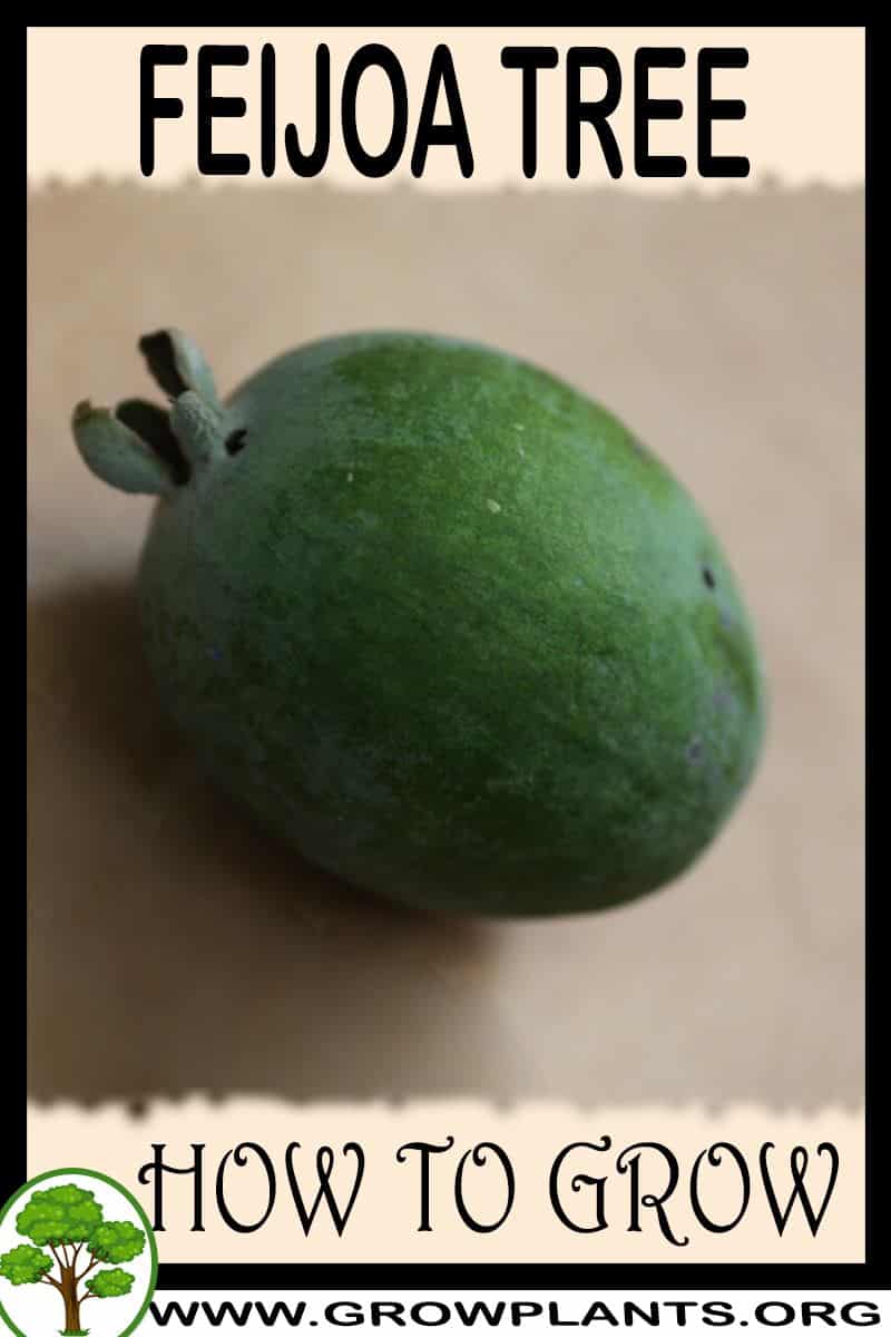 How to grow Feijoa
