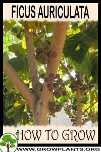 How to grow Ficus auriculata