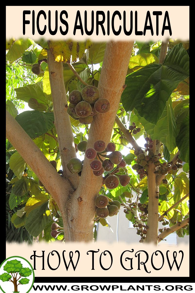How to grow Ficus auriculata