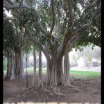 Ficus benghalensis
