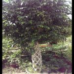 Ficus benjamina