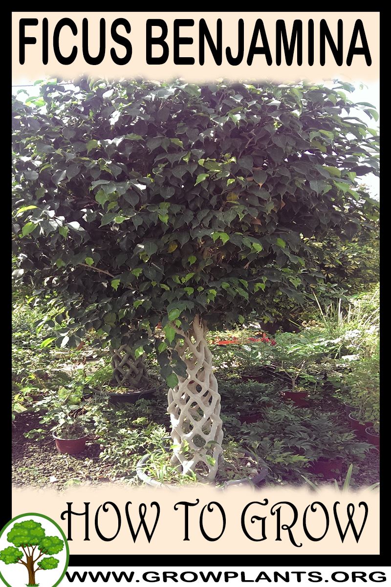 How to grow Ficus benjamina