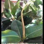 Ficus elastica