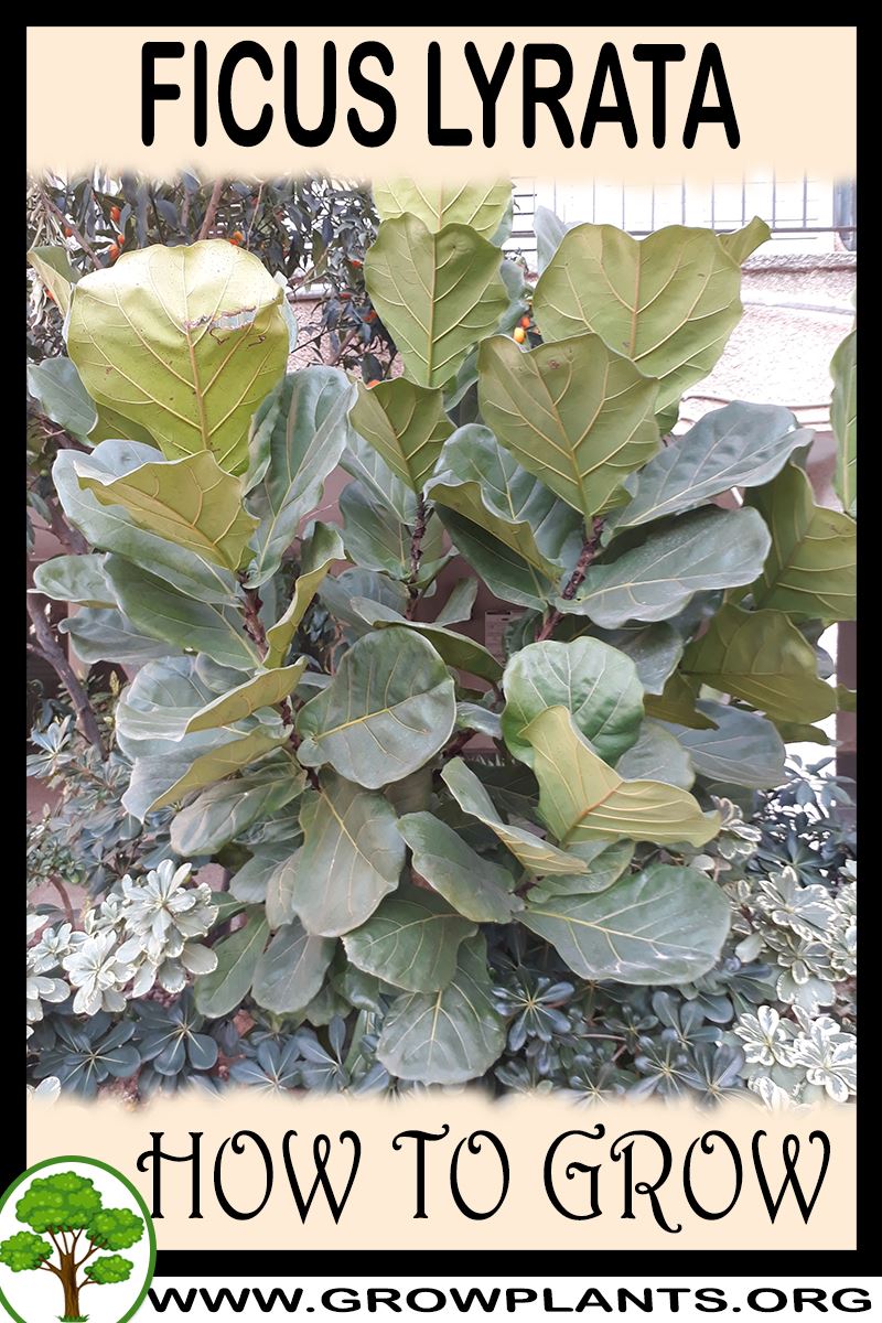 How to grow Ficus lyrata