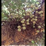 Ficus sycomorus