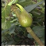 Fig tree