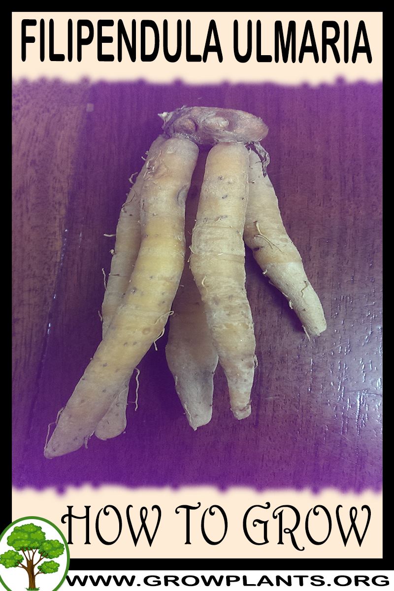 How to grow Fingerroot