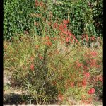 Firecracker plant