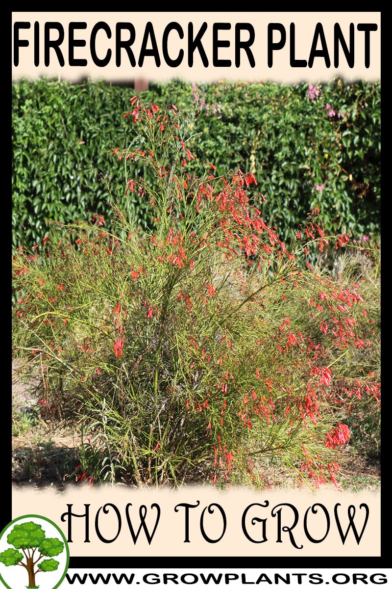 How to grow Firecracker plant