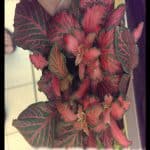 Fittonia