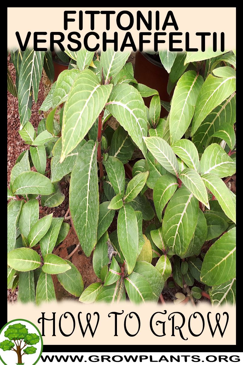How to grow Fittonia verschaffeltii