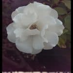 Floribunda rose