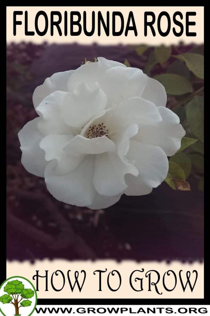 Floribunda rose