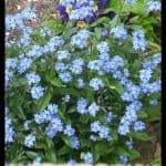 Forget me not plant