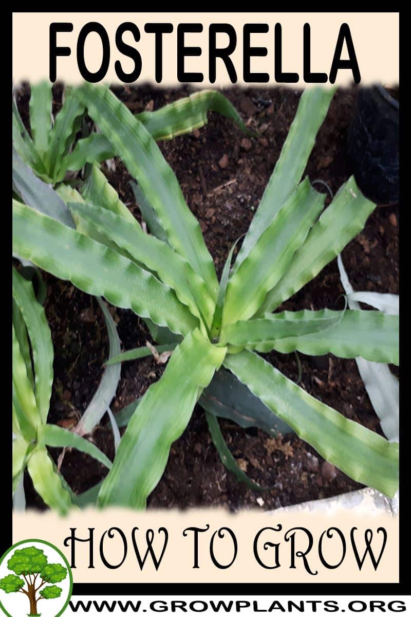 How to grow Fosterella
