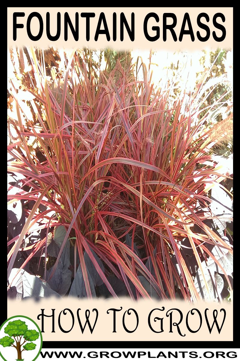 Fountain grass How to grow & care
