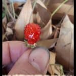 Fragaria alexandria