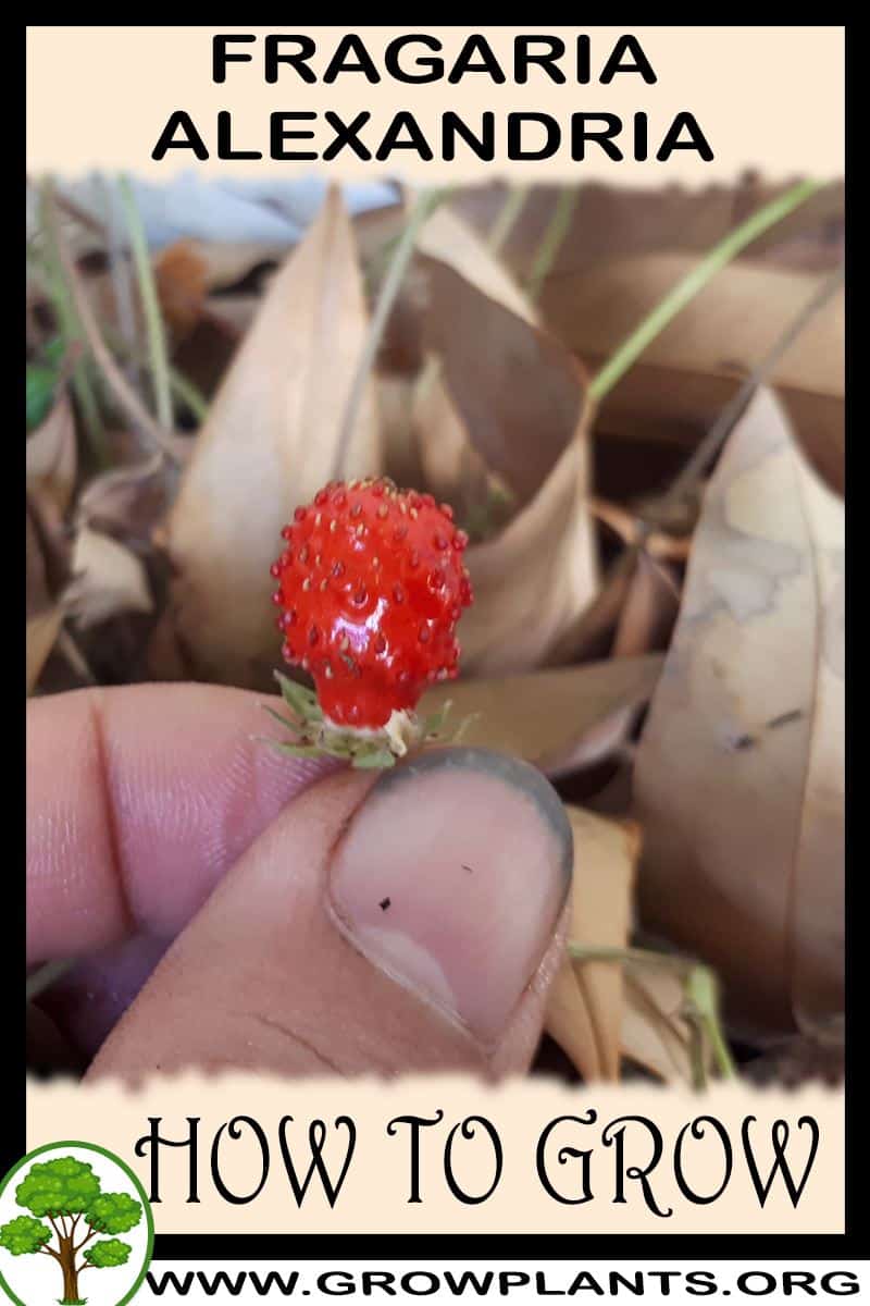 How to grow Fragaria alexandria