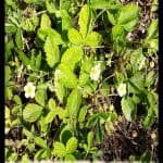 Fragaria viridis