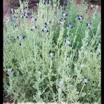 French lavender