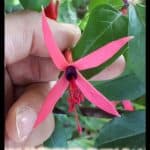 Fuchsia glazioviana
