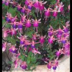 Fuchsia hybrida