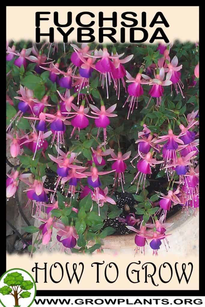 Fuchsia hybrida