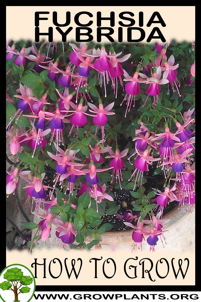 How to grow Fuchsia hybrida