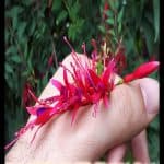 Fuchsia magellanica