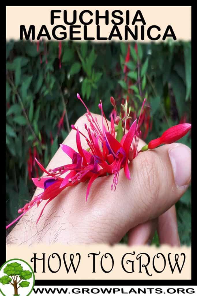 Fuchsia magellanica