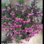 Fuchsia plant