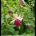 Fuchsia rose de castille