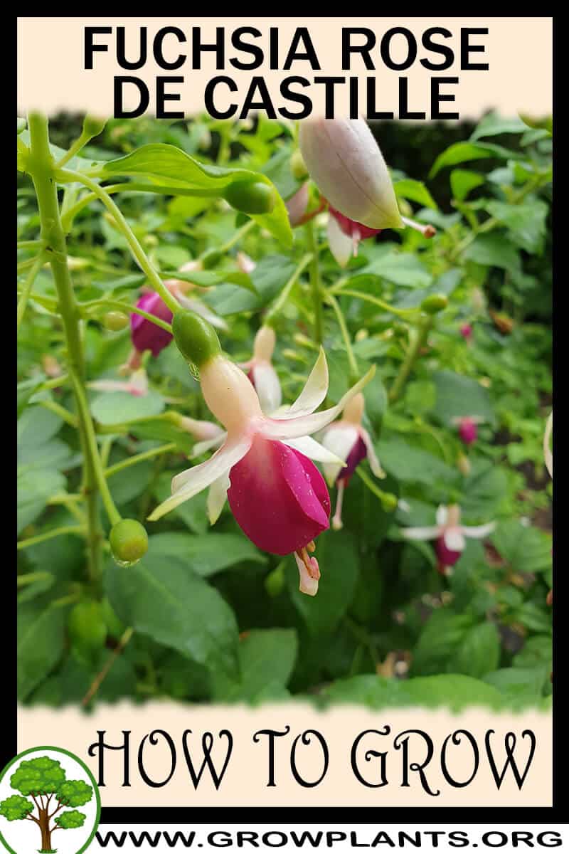 How to grow Fuchsia rose de castille