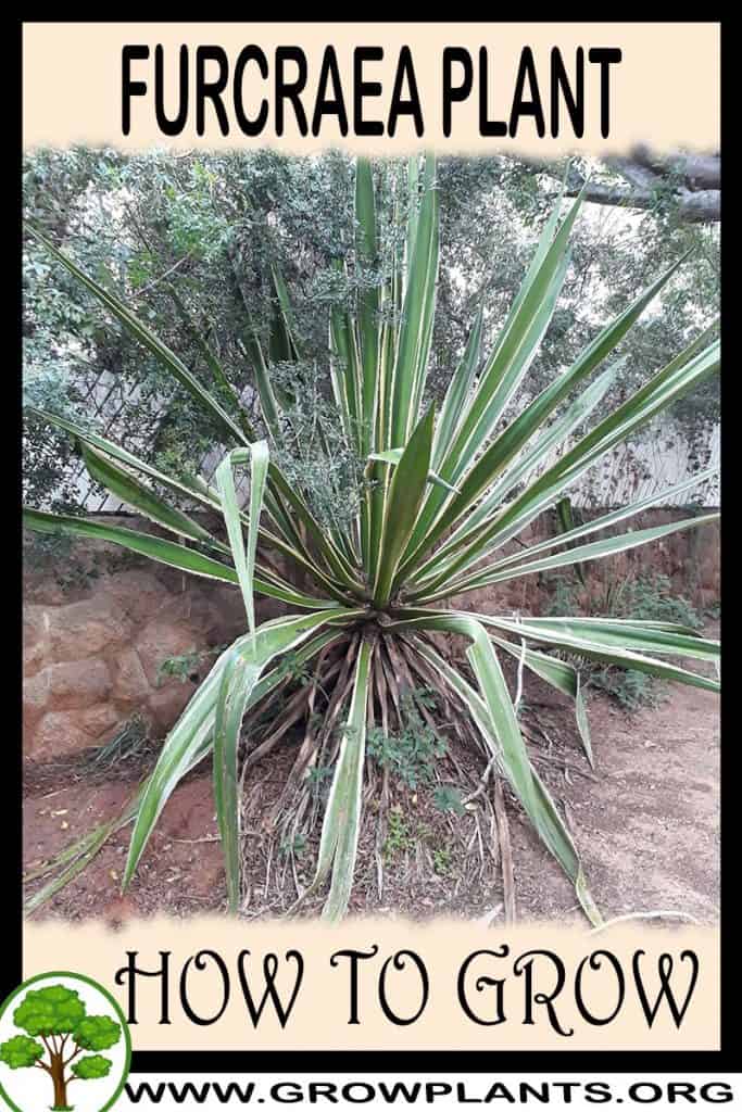 Furcraea