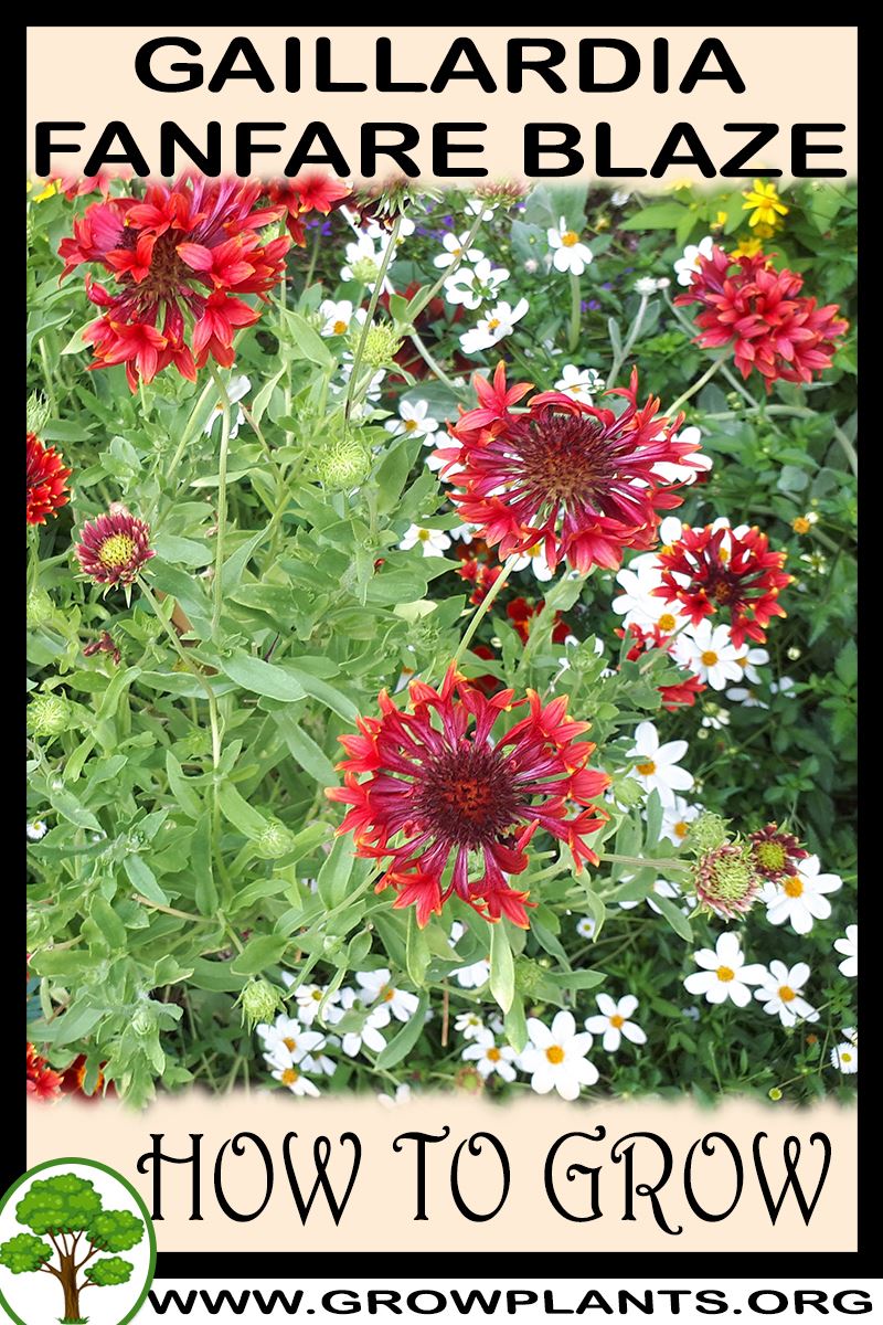 How to grow Gaillardia Fanfare blaze