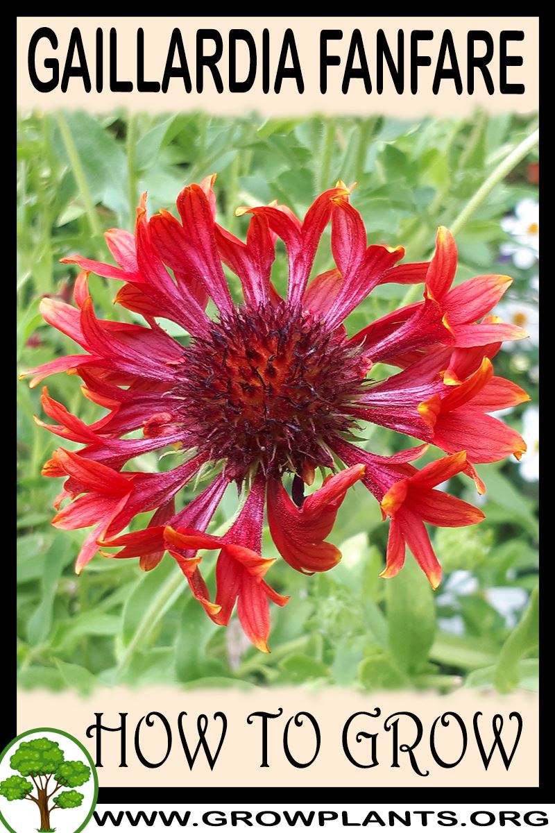 How to grow Gaillardia Fanfare