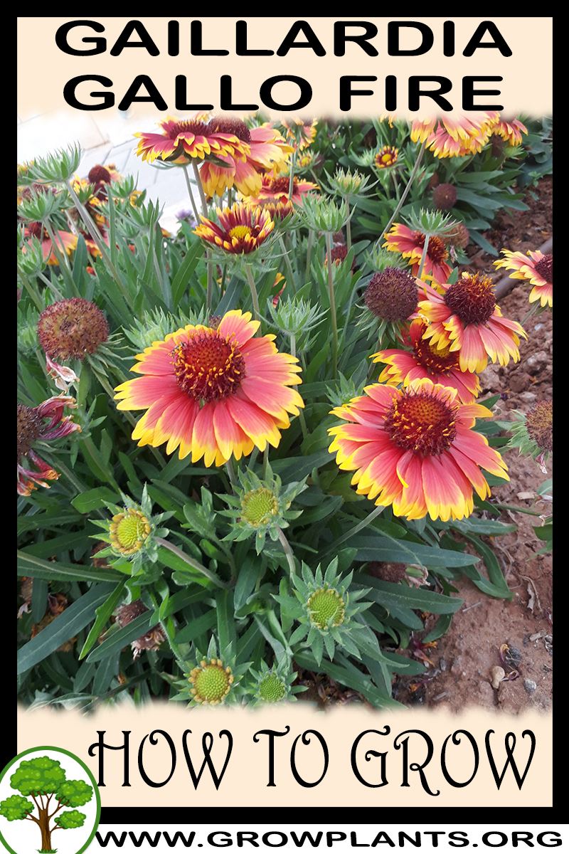 How to grow Gaillardia Gallo fire