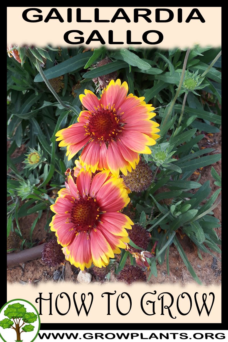 How to grow Gaillardia Gallo