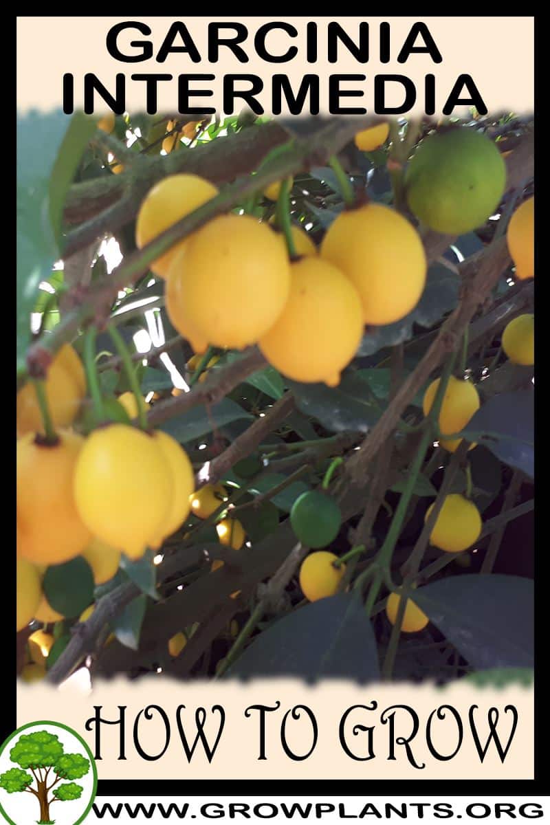 How to grow Garcinia intermedia