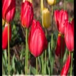 Garden Tulip