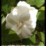 Gardenia jasminoides