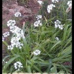 Garlic chives
