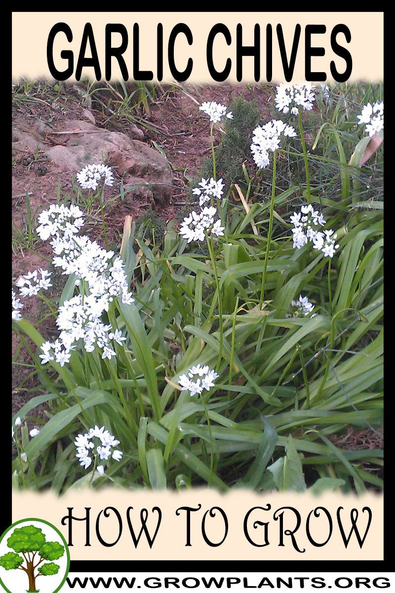How to grow Garlic chives